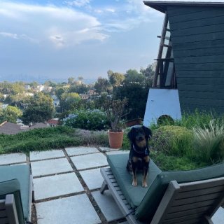 Photo of nice dog