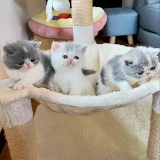 Photo of Adorable Persian kittens