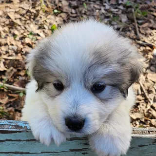 Photo of Great Pyrenees puppies