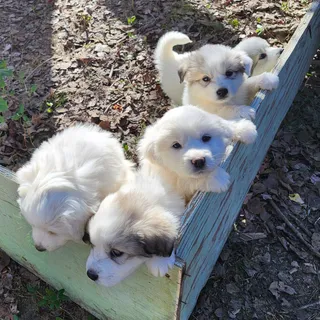 Photo of Great Pyrenees puppies