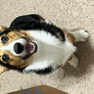 Photo of AKC Pembroke Welsh Corgi
