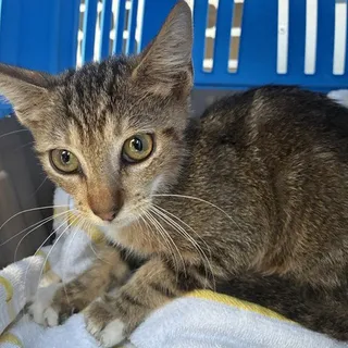 Photo of Baby Male Domestic Short Hair
