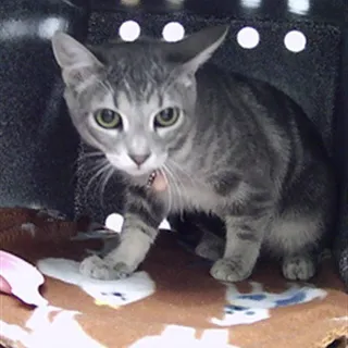 Photo of Baby Female Domestic Short Hair