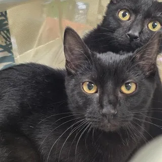 Photo of Baby Female Domestic Short Hair