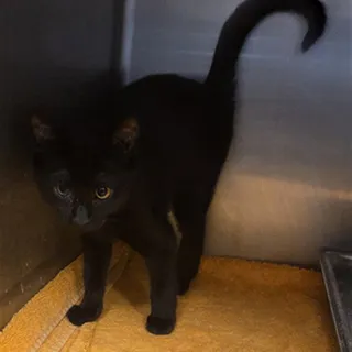 Photo of Baby Female Domestic Short Hair