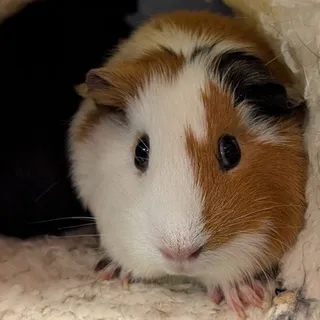 Photo of Adult Female Guinea Pig