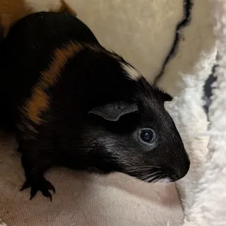 Photo of Adult Female Guinea Pig