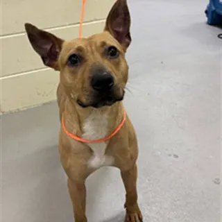 Photo of Adult Female Terrier