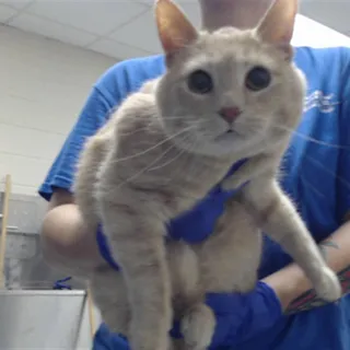 Photo of Adult Male Domestic Short Hair