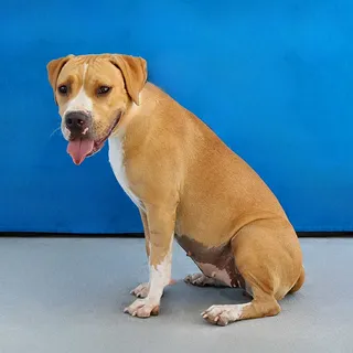 Photo of Baby Female Boxer