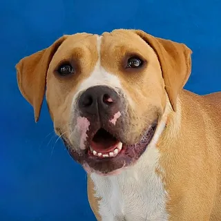 Photo of Baby Female Boxer