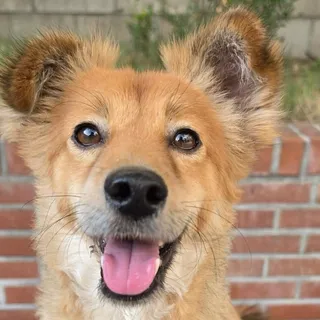 Photo of Adult Male Jindo (Korean)