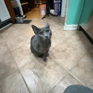 Photo of Adult Female Domestic Short Hair