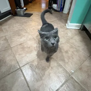 Photo of Adult Female Domestic Short Hair