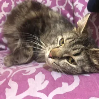 Photo of Adult Female Domestic Medium Hair