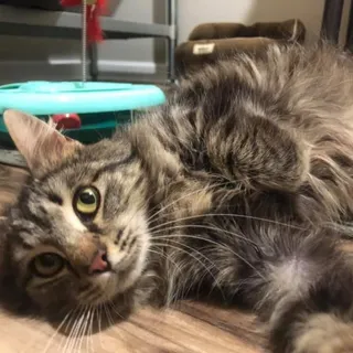 Photo of Adult Female Domestic Medium Hair