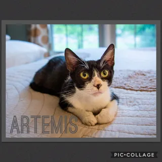 Photo of Adult Female Domestic Short Hair