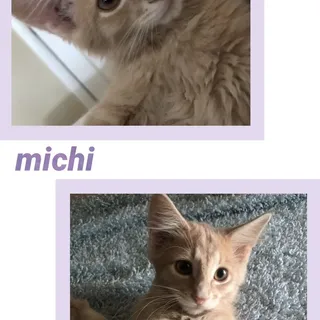 Photo of Baby Male Tabby