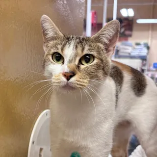 Photo of Adult Female Domestic Short Hair