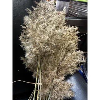 Photo of Dried Ornamental Grass Plume Bundle, Natural Dried Grass Stems, Rustic Farmhouse Decor, Wild Grass Bouquet, Craft Floral Supply