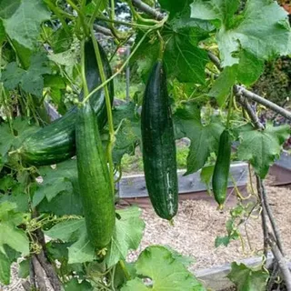 Photo of 20 Loofah Gourd Seeds, Luffa Seeds for Planting, Heirloom Garden Seeds, Non GMO, Grow Your Own Natural Sponges, Vegetable Garden Seeds