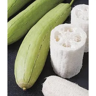 Photo of 20 Loofah Gourd Seeds, Luffa Seeds for Planting, Heirloom Garden Seeds, Non GMO, Grow Your Own Natural Sponges, Vegetable Garden Seeds
