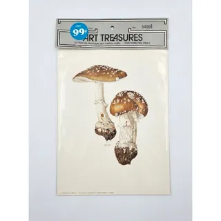 Photo of NOS 1960's Panther Cap Mushroom Print West Germany 9" X 7" 