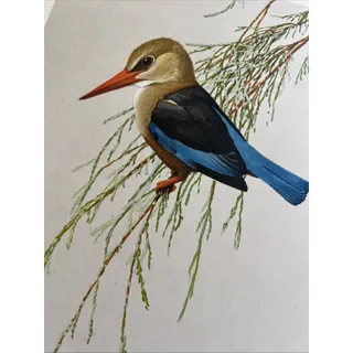 Photo of Vintage Louis Agassiz Fuertes Print Gray-Headed Kingfisher Bird Art 14x12