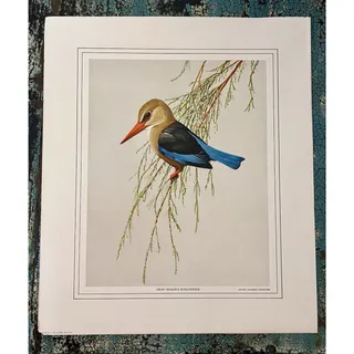 Photo of Vintage Louis Agassiz Fuertes Print Gray-Headed Kingfisher Bird Art 14x12
