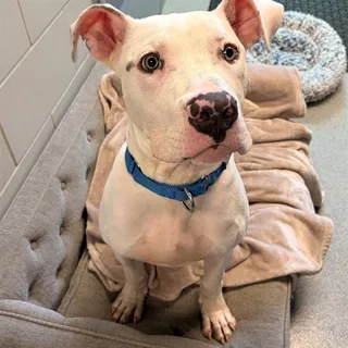 Photo of Young Male Pit Bull Terrier