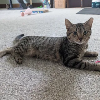 Photo of Baby Female Domestic Short Hair