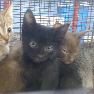 Photo of Baby Male Domestic Short Hair
