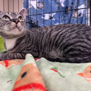 Photo of Adult Female Domestic Short Hair