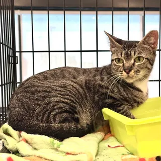 Photo of Adult Female Domestic Short Hair