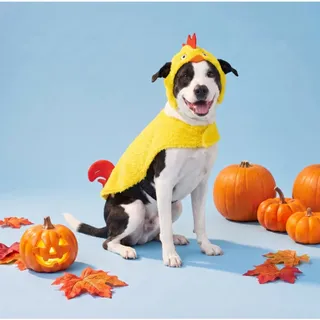 Photo of Vibrant Life Pet Halloween Costume Dog Cat Apparel Outfit