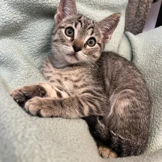Photo of Baby Male Domestic Short Hair