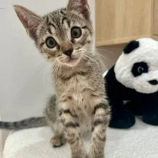 Photo of Baby Male Domestic Short Hair