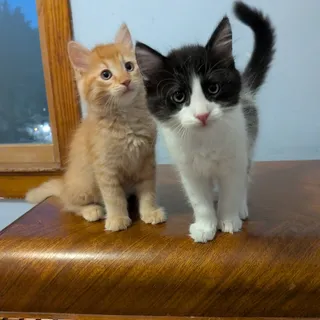 Photo of Baby Male Domestic Short Hair