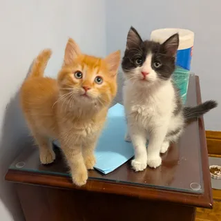 Photo of Baby Male Domestic Short Hair