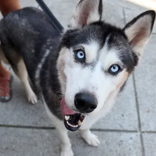 Photo of Adult Female Siberian Husky