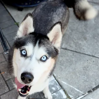 Photo of Adult Female Siberian Husky