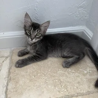Photo of Baby Male Domestic Medium Hair
