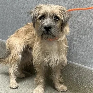 Photo of Adult Male Terrier