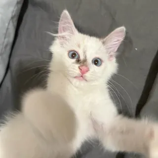 Photo of Baby Siamese
