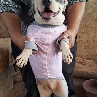 Photo of Young Female American Pit Bull Terrier