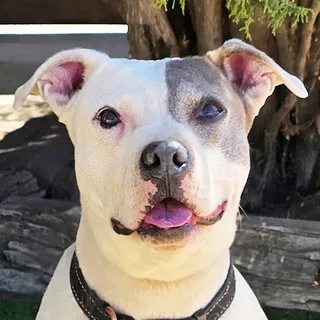 Photo of Young Female American Pit Bull Terrier