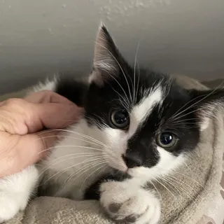 Photo of Baby Male Domestic Short Hair