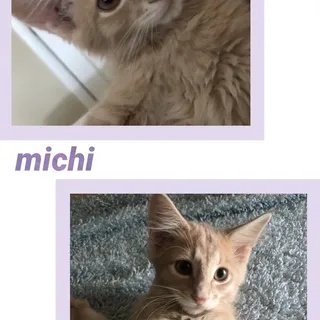 Photo of Baby Male Tabby