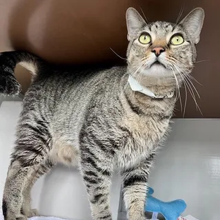 Photo of Adult Male Domestic Medium Hair