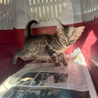 Photo of Baby Female Domestic Short Hair